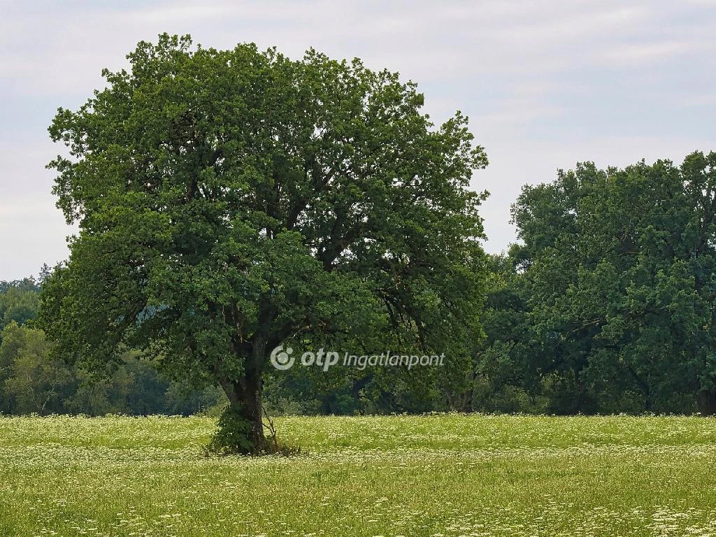 Eladó építési telek, Ajak, 4-es főút mellet