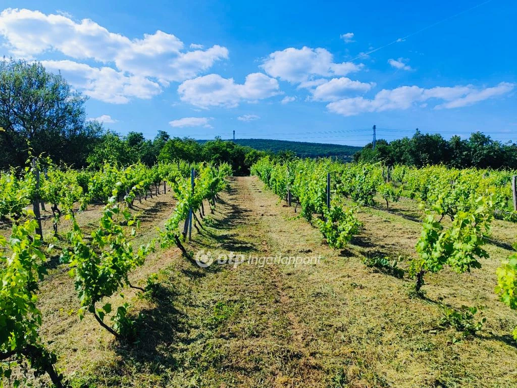 Eladó építési telek, Csopak, Gulyadomb