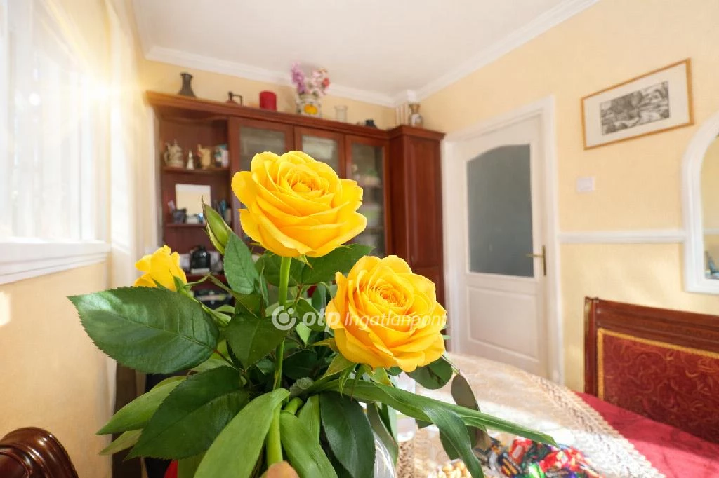 c3-1-name c2-19-name, Debrecen, belterület