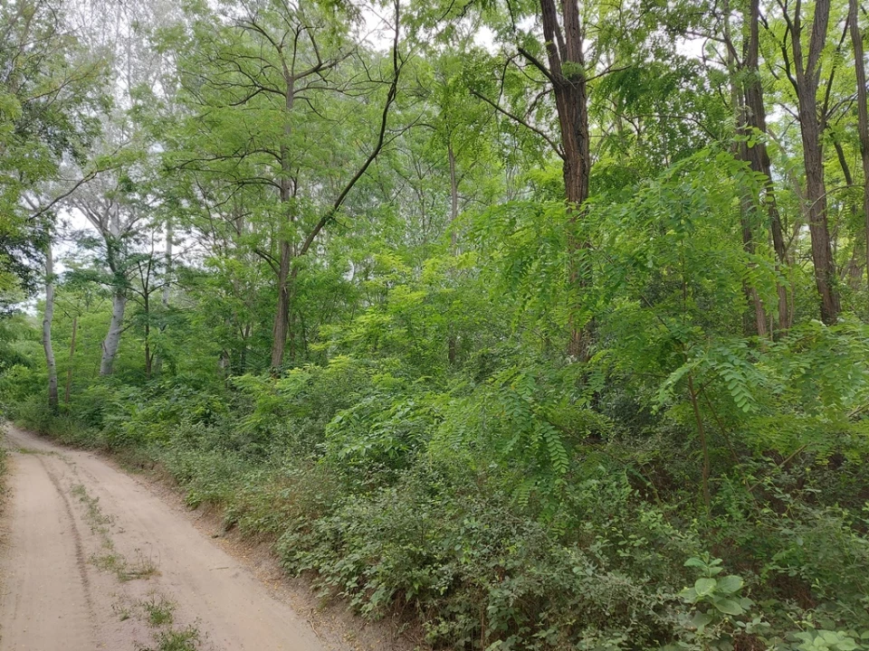 For sale forest, Tatárszentgyörgy