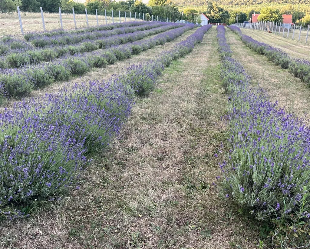 c3-1-name c2-84-name, Gödöllő, Peres