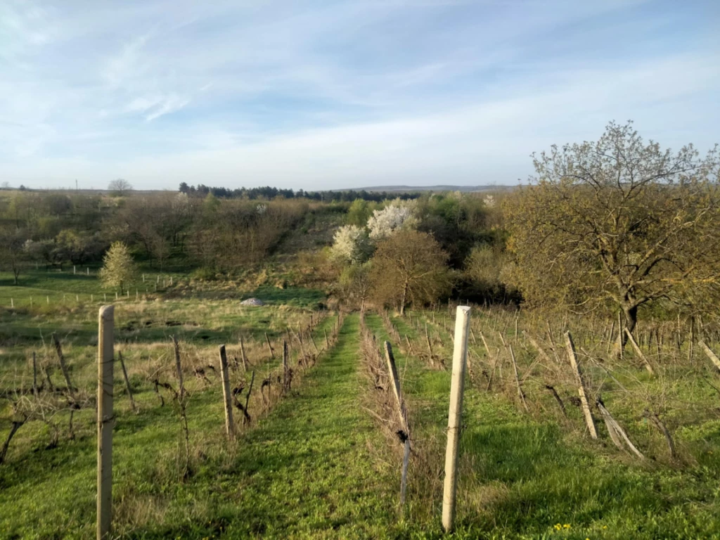 Egerszóláti út  Eger felőli oldalán  3100 nm-es  telek eladó.  18 M
