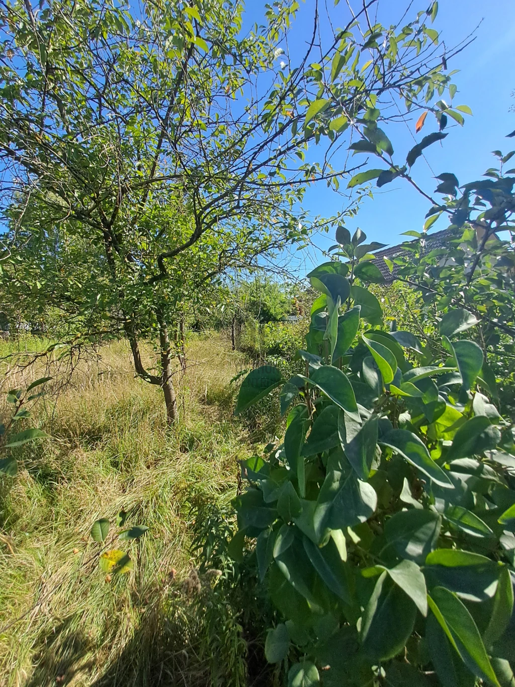 c3-1-name c2-84-name, Debrecen, Pac