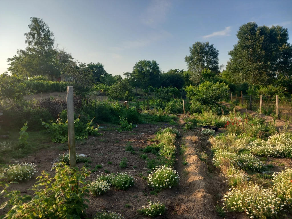 c3-1-name c2-50-name, Hajdúsámson, Martinka