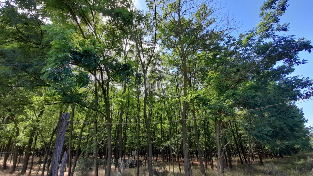 For sale other agricultural, Gönyű, Gönyű