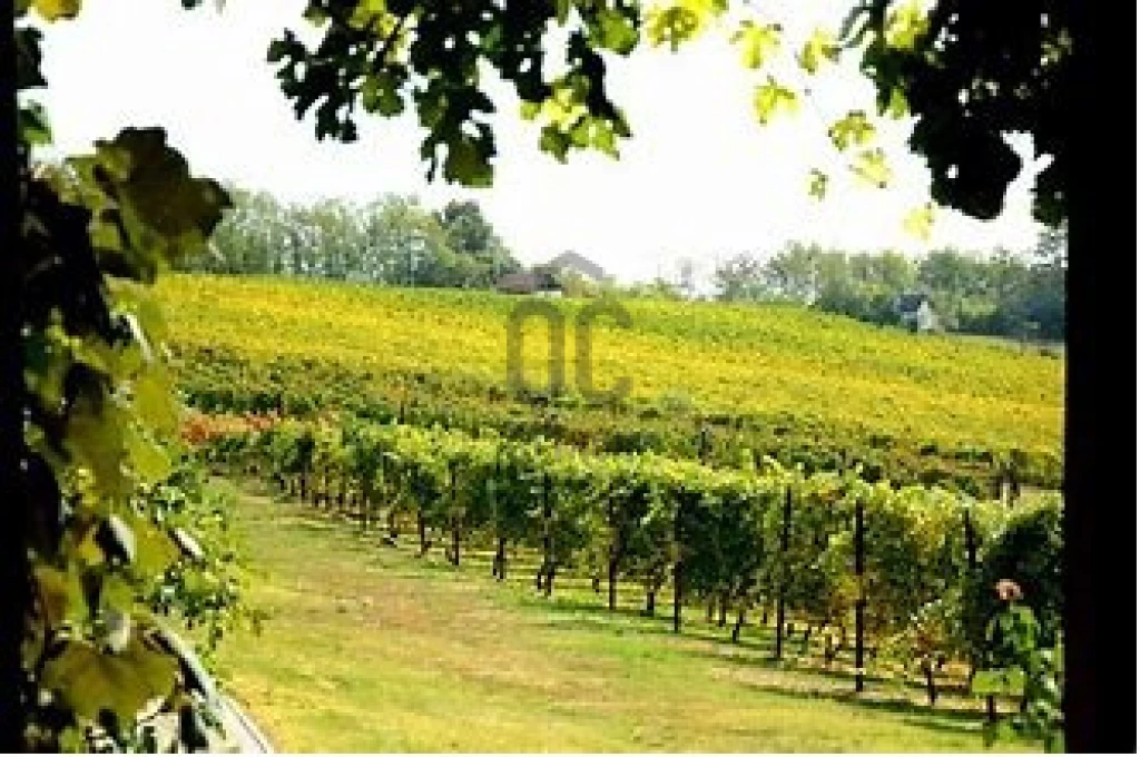 Eladó egyéb mezőgazdasági ingatlan, Orosztony, Orosztony