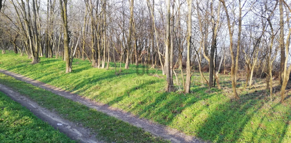 Eladó külterületi telek, Alsópáhok, Szőlőhegy