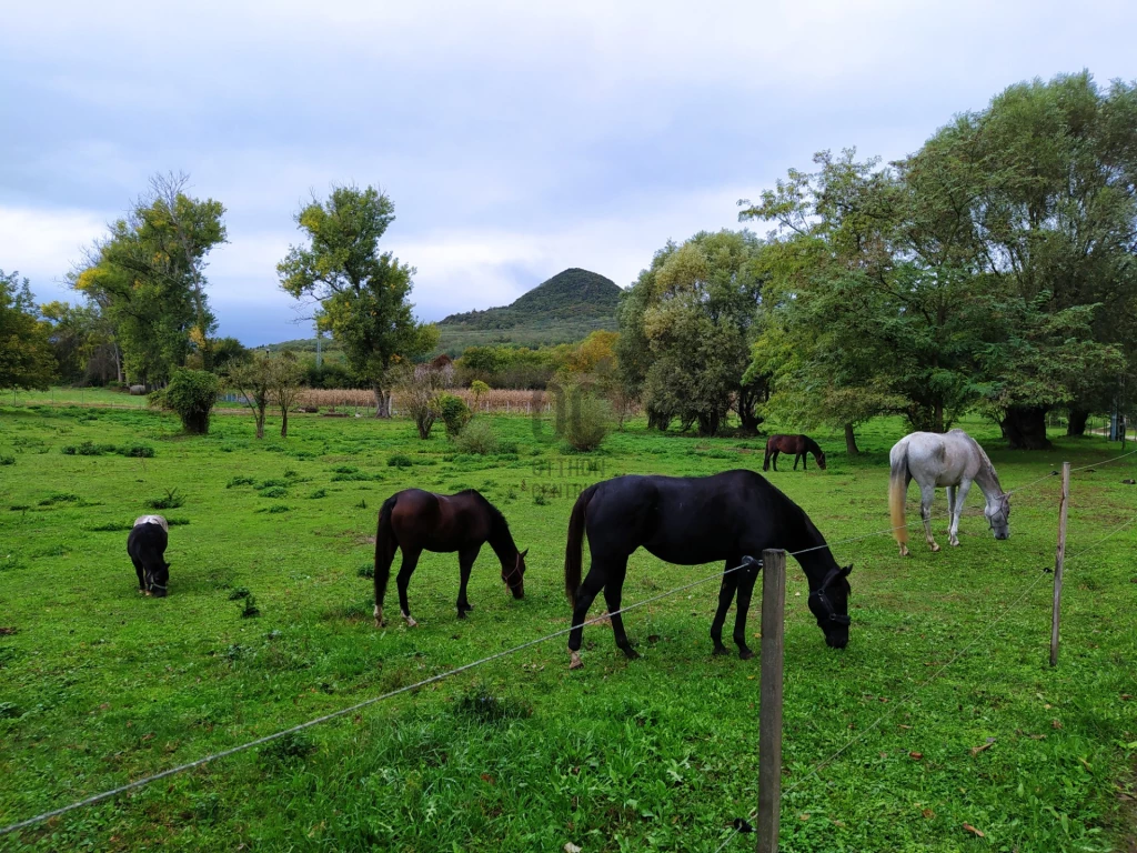 Eladó külterületi telek, Badacsonytomaj, Badacsonytomaj