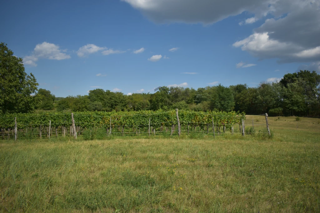Eladó egyéb mezőgazdasági ingatlan, Hollád, Hollád