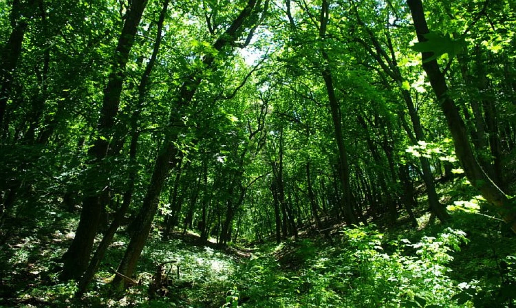 For sale other agricultural, Sármellék, Sármellék