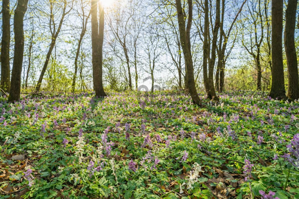 Eladó építési telek, Rezi, Rezi