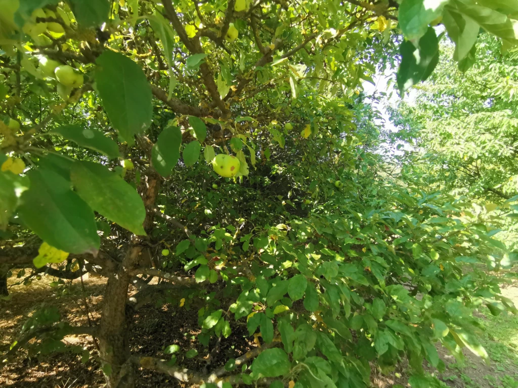 For sale periphery plot, Iszkaszentgyörgy, Iszkaszentgyörgy