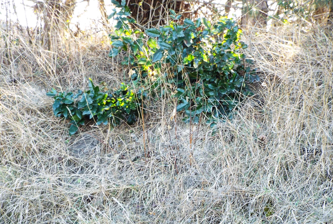 Eladó építési telek, Iváncsa