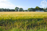 For sale periphery plot, Kecskemét