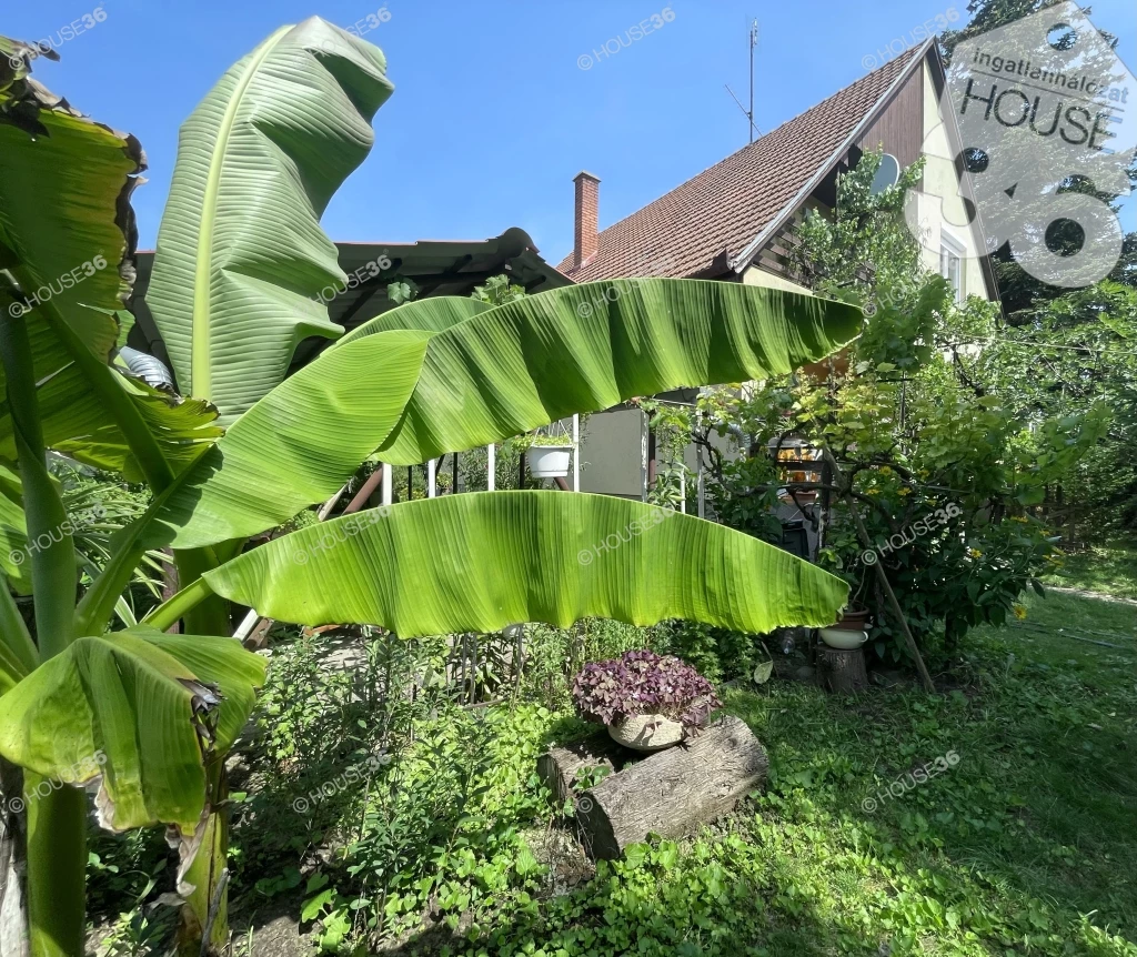 For sale house, Kecskemét