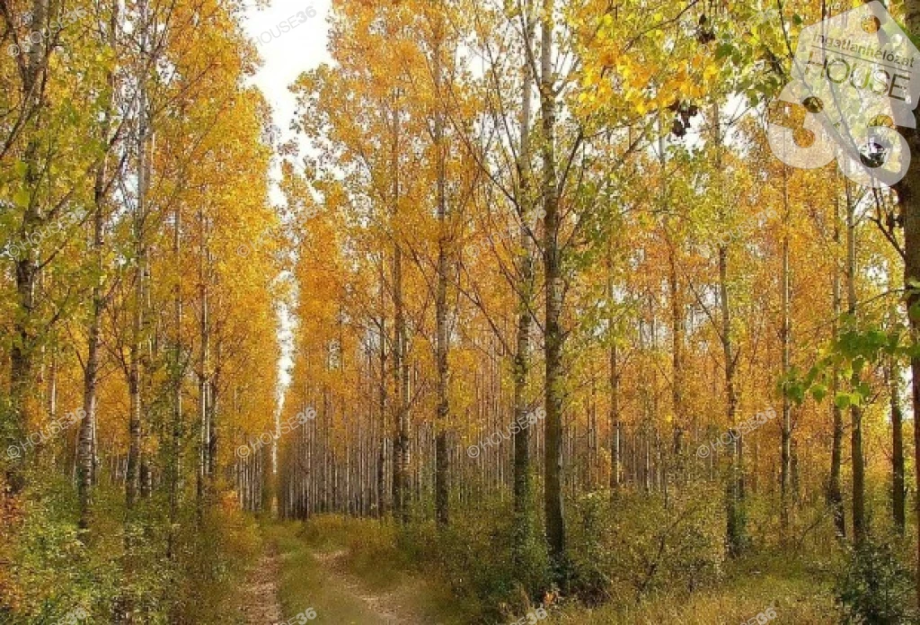 For sale forest, Jakabszállás