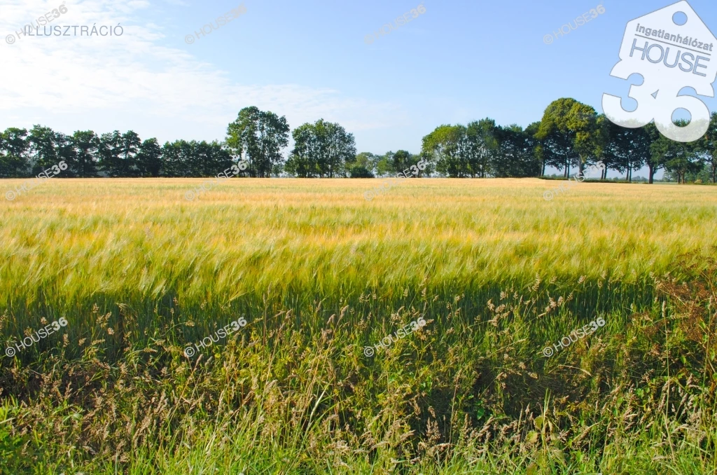 For sale periphery plot, Kecskemét, Kadafalva, Kossuth körút