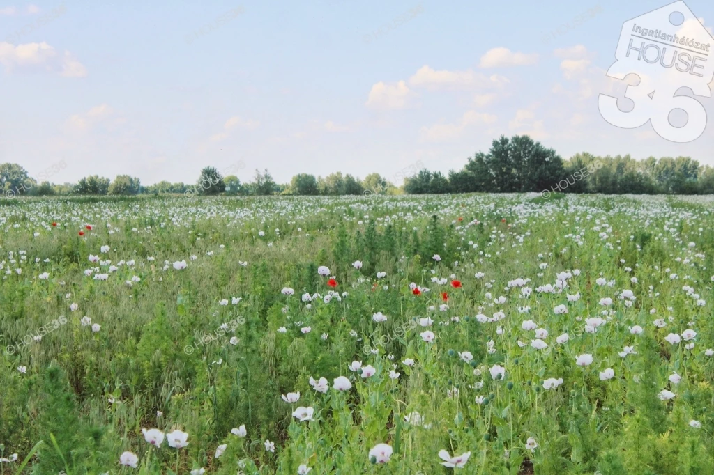 For sale periphery plot, Mezőcsát