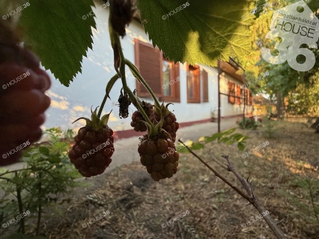 Kizárólag a HOUSE36- nál, szép állapotú tanya, 9 hektár földterülettel eladó!