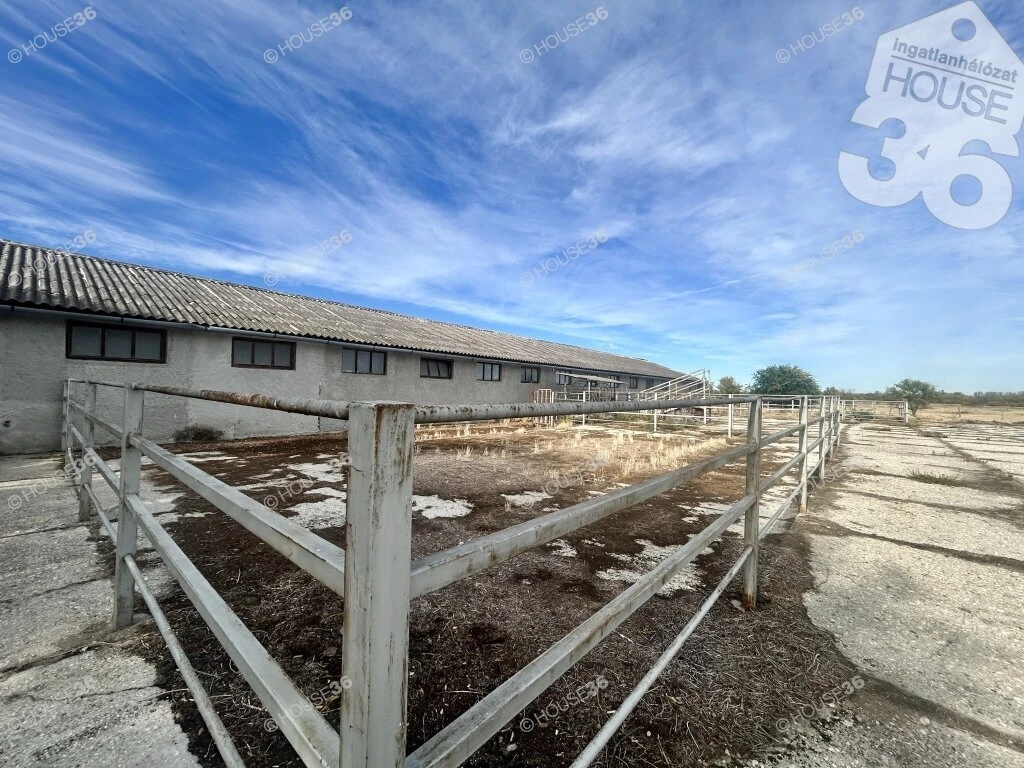 Eladó szarvasmarhatelep 9707 m²-es területen!
