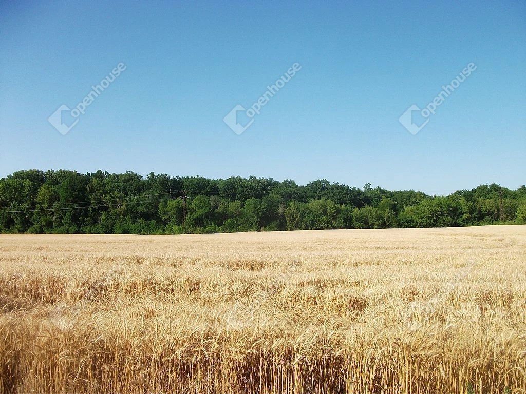 For sale plough-land, pasture, Székesfehérvár