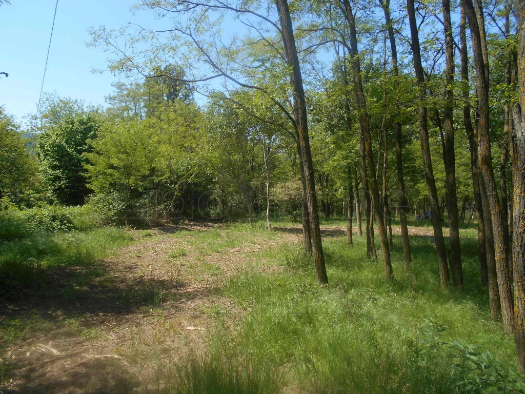 c3-1-name c2-60-name, Badacsonytomaj