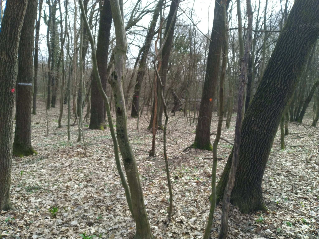 c3-1-name c2-50-name, Zalaszántó