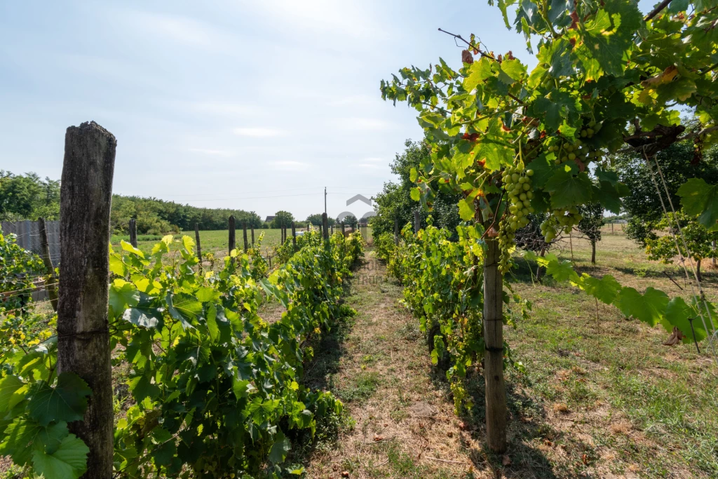 For sale house, Sárbogárd, Sárbogárd