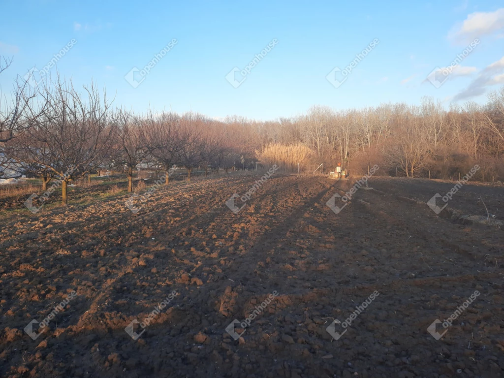 For sale periphery plot, Szentes, nagyhegy