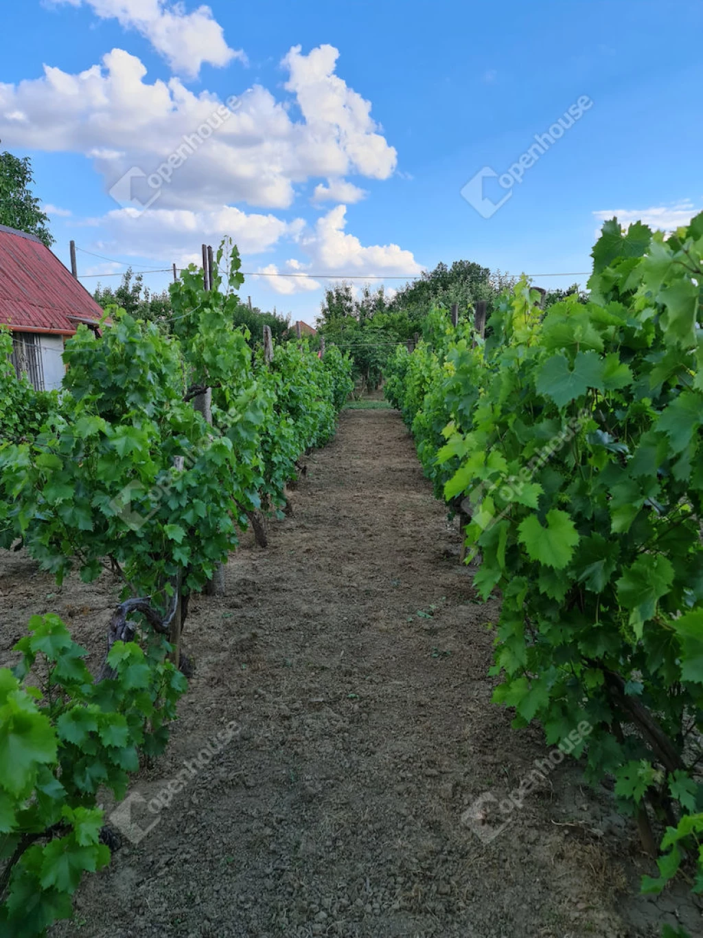 Eladó deszki zárkerti ingatlan, melyre építhető akár egy családi ház méretű ingatlan is!