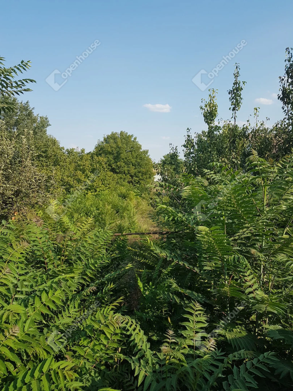 Szeged-Szőreg, Újszegedhez közeli részén közműves, építési telek eladó!