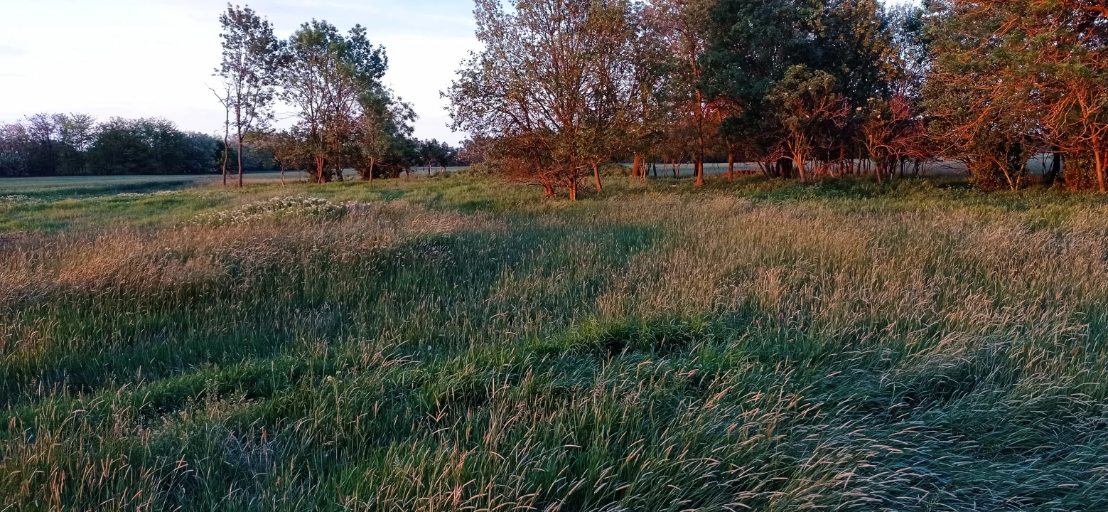 For sale orchard, Hódmezővásárhely