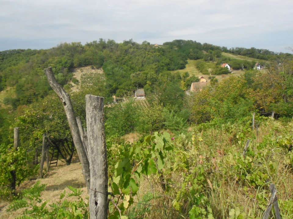 For sale orchard, Szekszárd