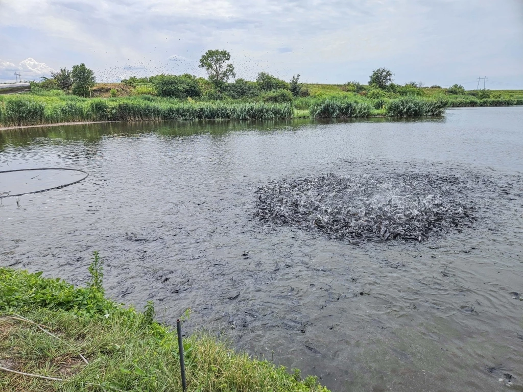 Mezőszilas halastó