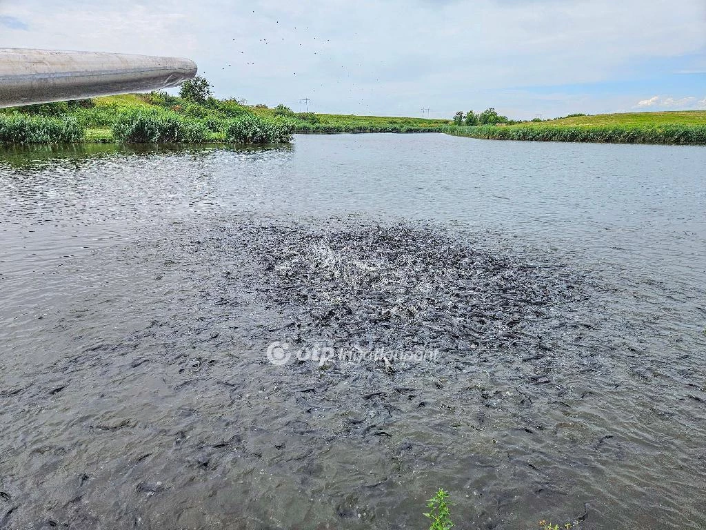 Eladó Mezőgazdasági, Mezőszilas