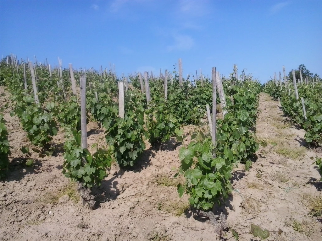 Eladó egyéb mezőgazdasági ingatlan, Tokaj, Szerelmi