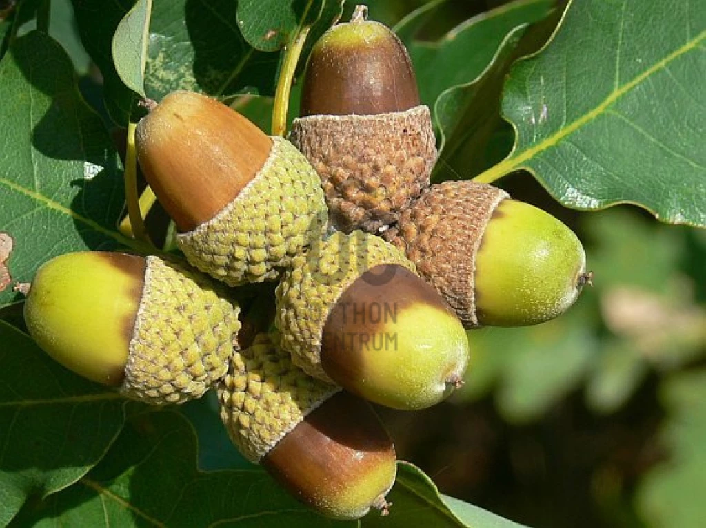 Eladó egyéb mezőgazdasági ingatlan, Tiszakóród, Tiszakóród