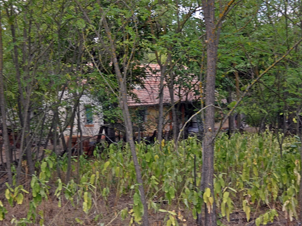 Eladó Mezőgazdasági, Mórahalom II körzet tanya 3.990.000 Ft