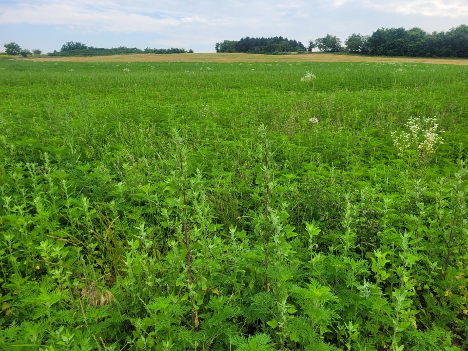 For sale industrial plot, Győrújbarát