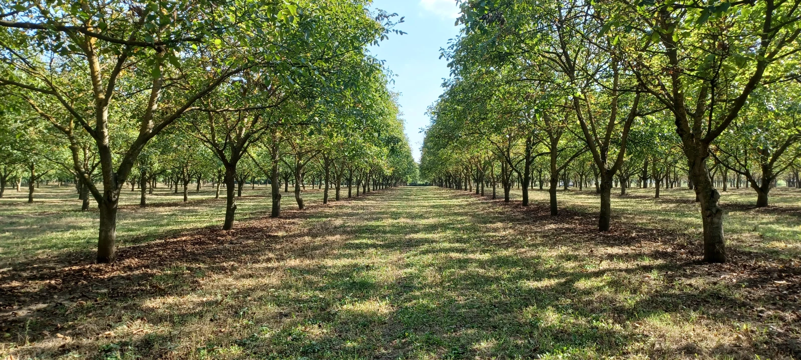 For sale orchard, Alsószentiván, Alsószentiván04/22