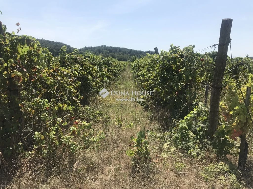 For sale orchard, Tihany, Belső-tó