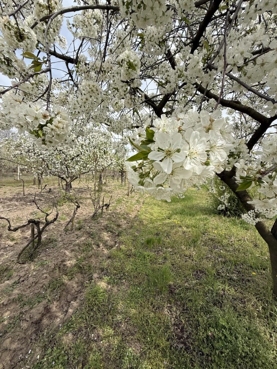 c3-1-name c2-53-name, Paks