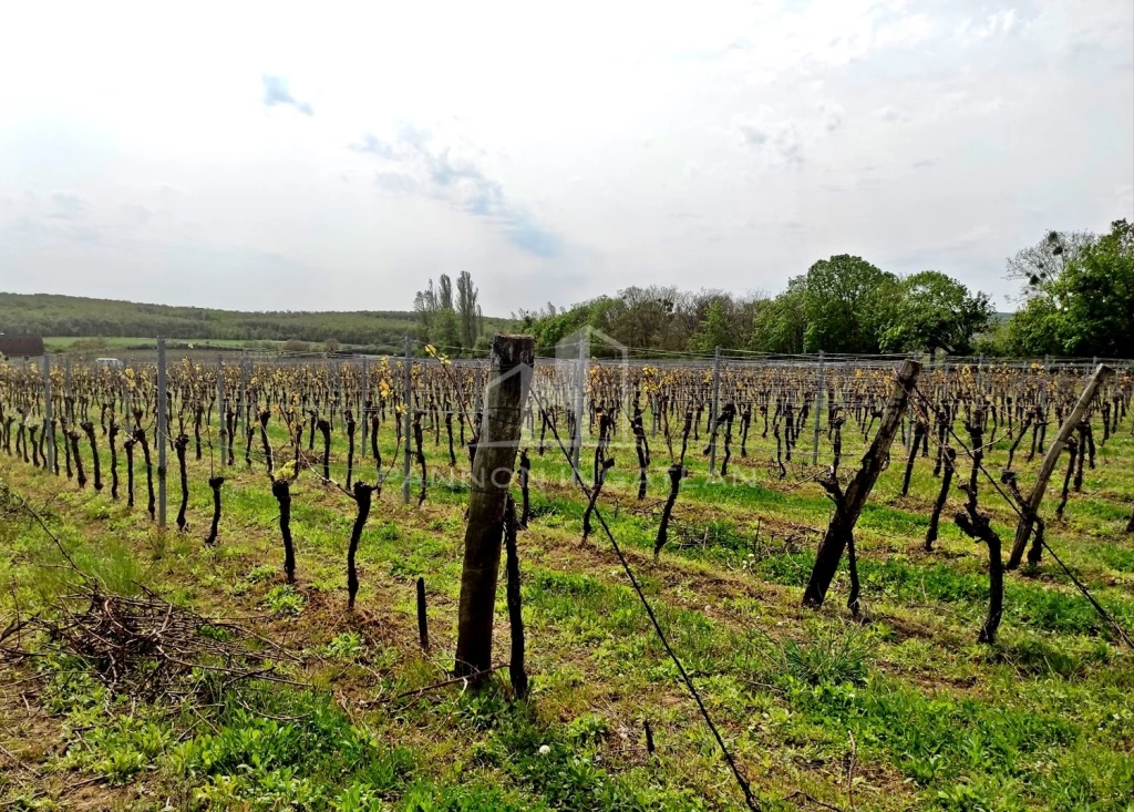 Eladó Mezőgazdasági, Pécsely 75.000.000 Ft