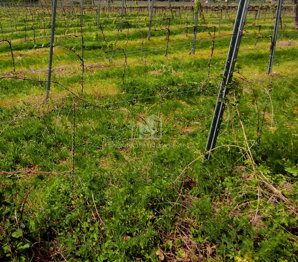 Eladó Mezőgazdasági, Pécsely 9.800.000 Ft