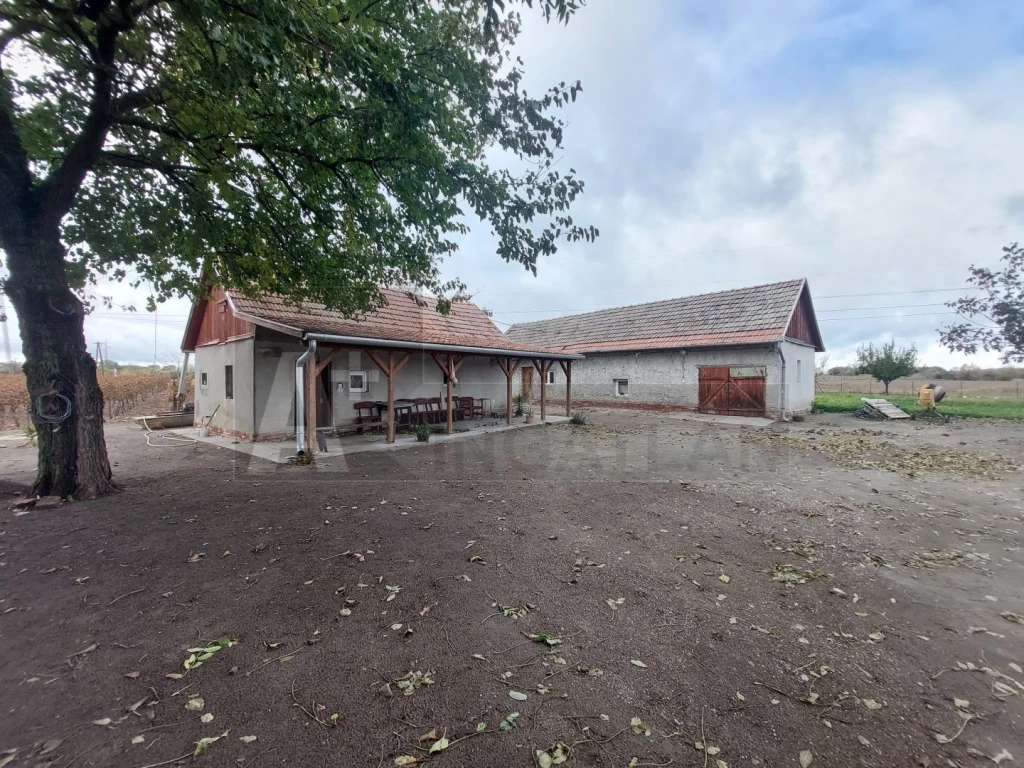Röszkei lakható tanya, szőlőbirtokkal eladó
