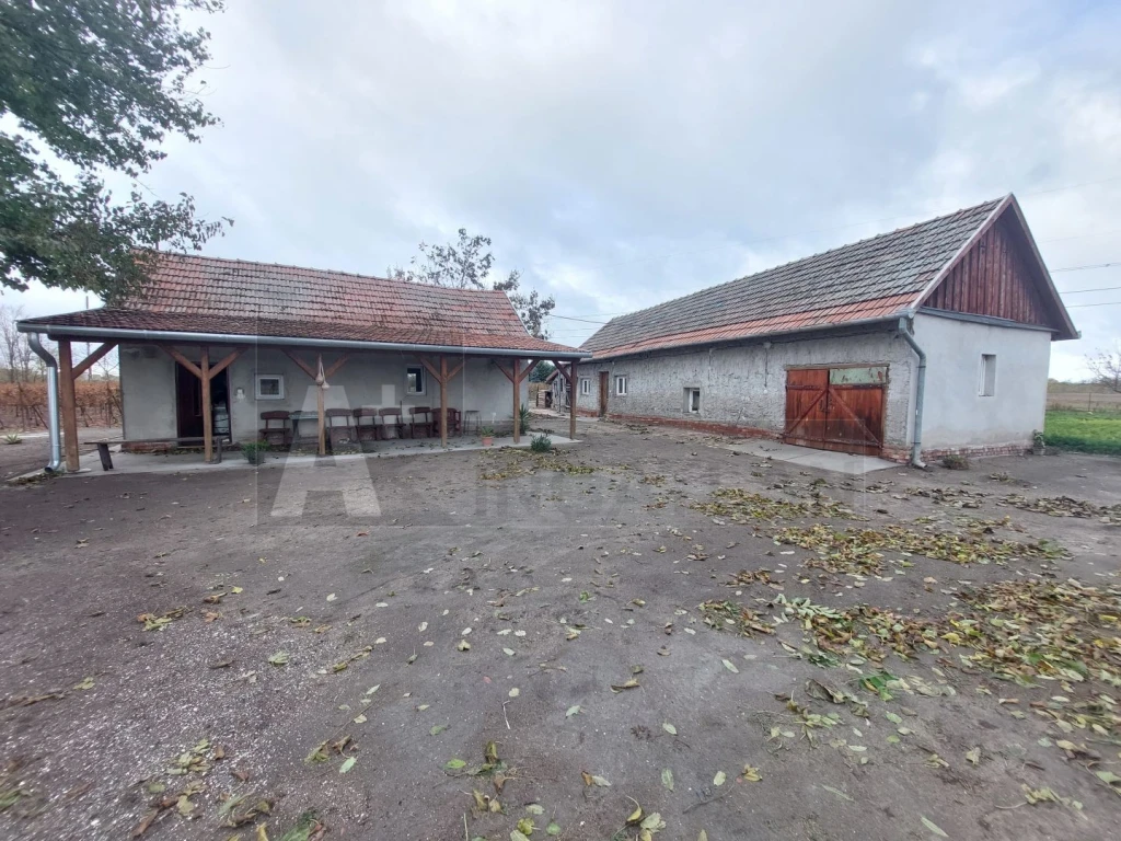 Eladó röszkei tanya, szőlőgazdasággal!