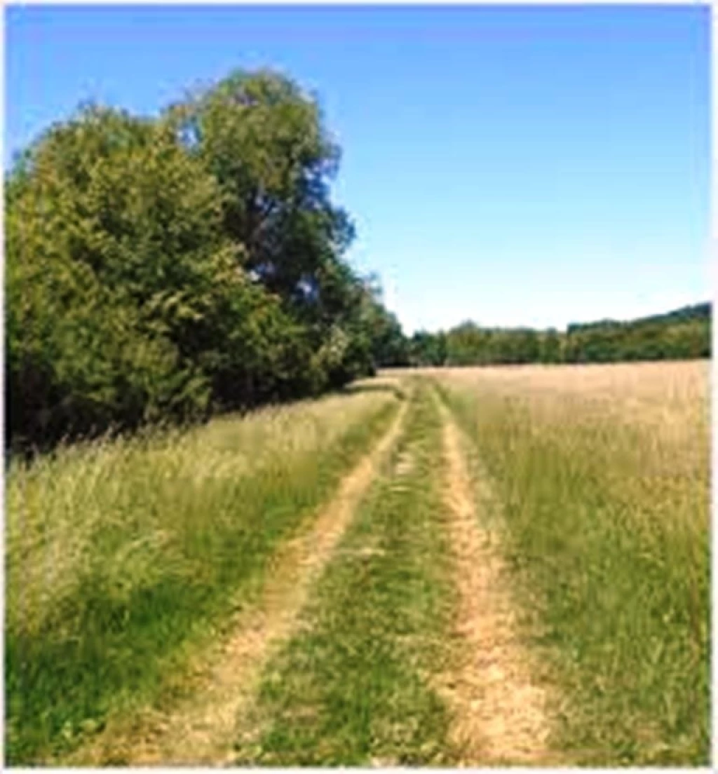 Eladó Mezőgazdasági, Balatonszőlős külterület 7.500.000 Ft