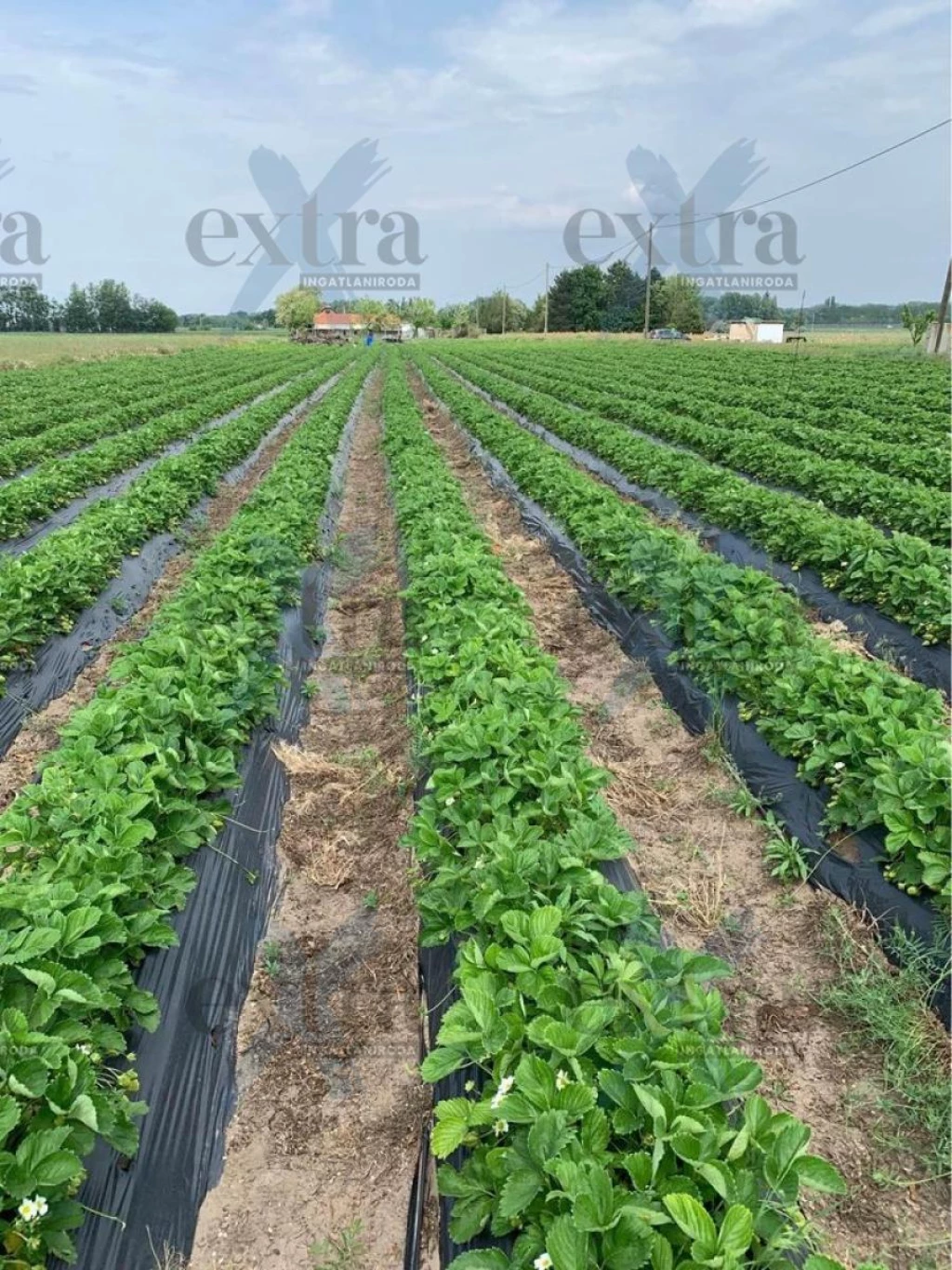 For sale plough-land, pasture, Zsombó