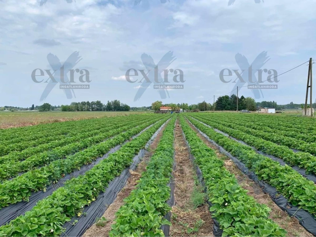 For sale plough-land, pasture, Zsombó