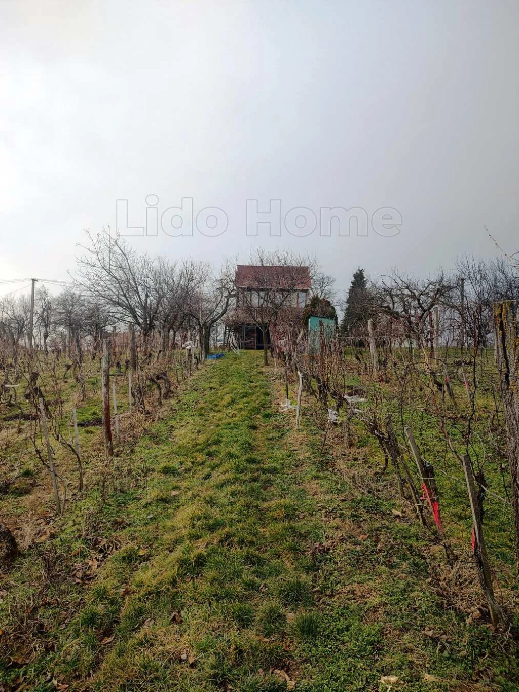 Zalaszentlászlón szőlőültetvény, gyümölcsös eladó örökpanorámás helyen